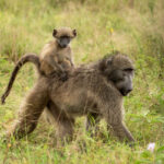 Skukuza Safari Lodge 45