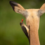 Skukuza Safari Lodge 63