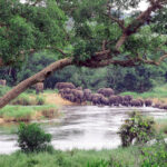 kenya and tanzania safaris