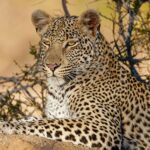 Maasai Mara safari tour