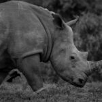rhino africa safaris