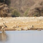 panoramic shot hyena stretching waterhole 1 1536x1024 1
