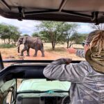 rear view woman looking elephant while peeking from car sunroof 1 1536x1152 1