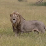 serengeti national park safari