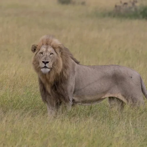 serengeti national park safari
