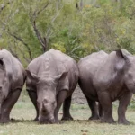 Masai Mara National Reserve