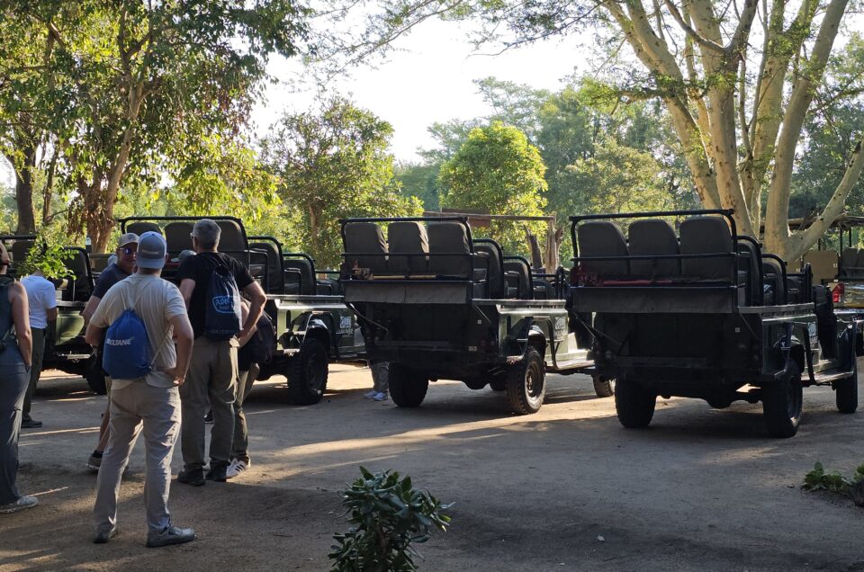 Kruger vs Serengeti vs Masai Mara Safari