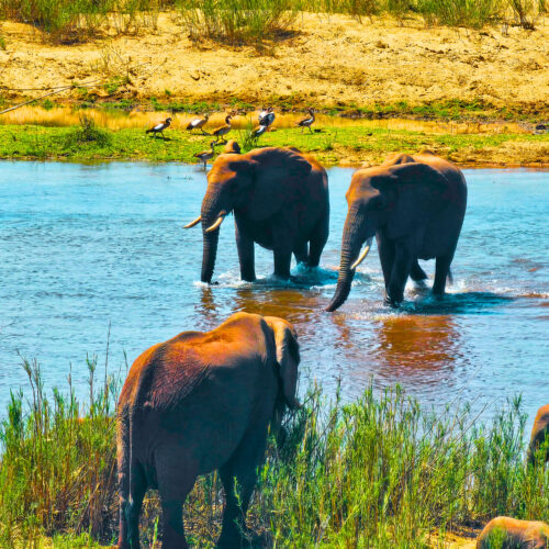 Kruger National Park Tours - 3 Day Kruger Safari from Johannesburg