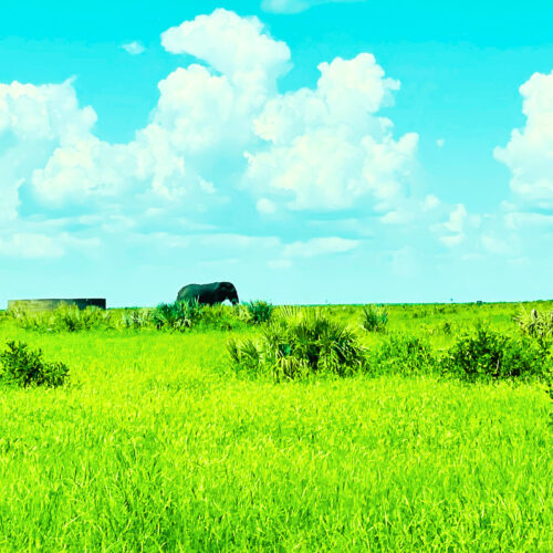 safari kruger national park tours - 3 Day Kruger Safari from Johannesburg
