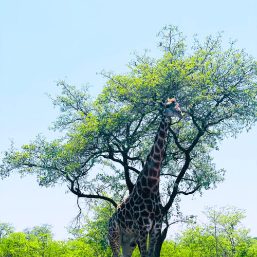 kruger safari africa - 3 Day Kruger Safari from Johannesburg