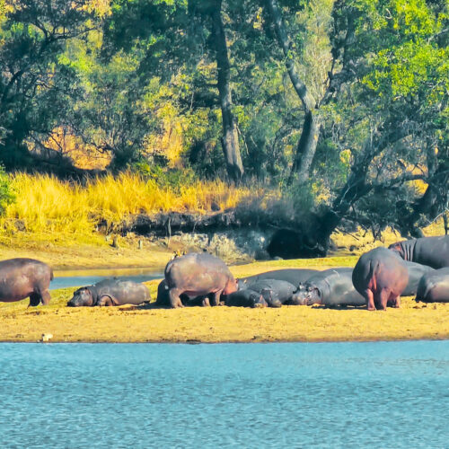 Luxury Kruger safari - 3 Day Kruger Safari from Johannesburg
