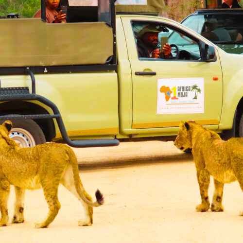 3 day kruger safari from johannesburg