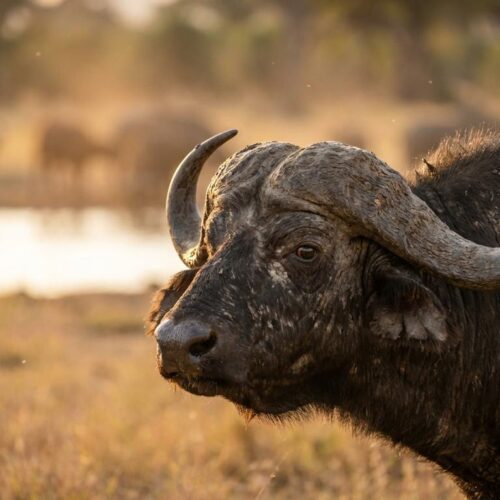 big five animals africa
