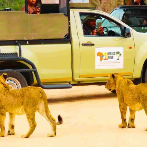 Lions seen from a Safari Vehicle - Luxury Kruger safari