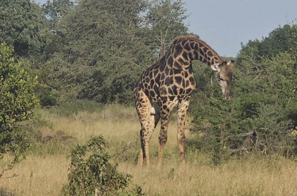 Best Time to Go on Safari in Africa: Month‑by‑Month Wildlife Guide