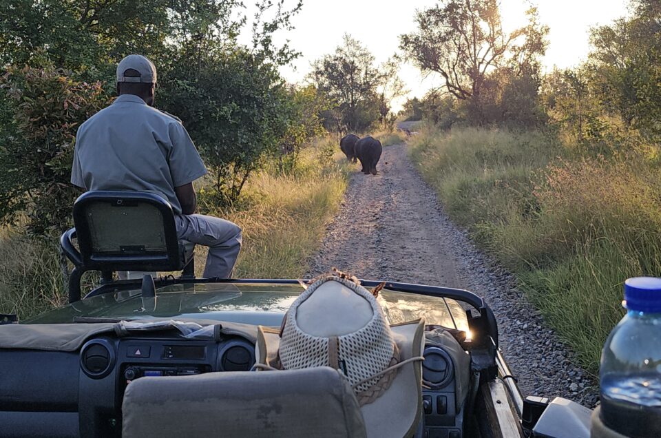 How to Book a Kruger Safari from Johannesburg