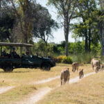 Botswana fly-in safari