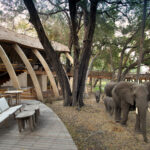 Luxury Okavango Delta tour