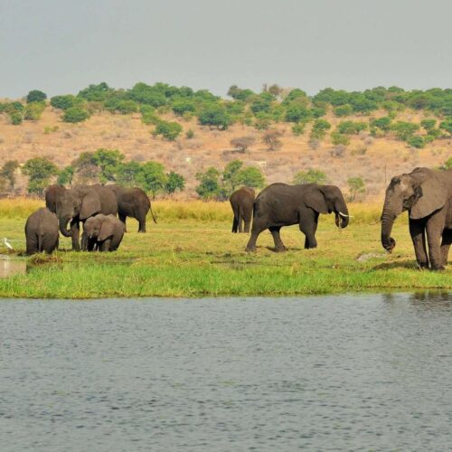 safari lodge chobe botswana