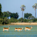 4-Day Okavango Delta Safari from Cape Town