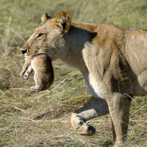 Chobe safari