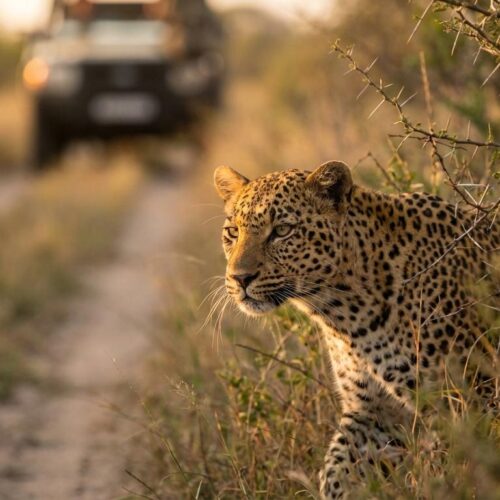 private reserve vs national park safari