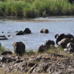Shuttle Services to Marloth Park Lodges