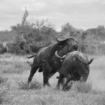 Shuttle Services to Marloth Park Lodges
