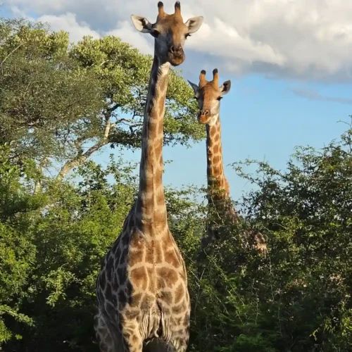 Two giraffes among green foliage - 2 day kruger safari from cape town