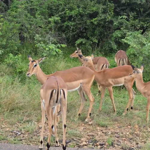 Group of deer in grassy area - kruger park safari from cape town