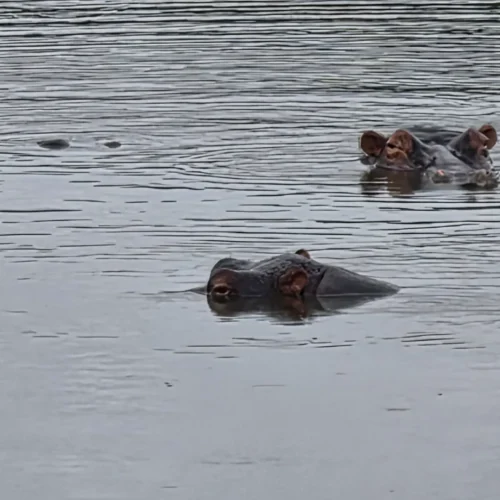 Two hippos partially submerged in water -Kruger National Park 2-day tour