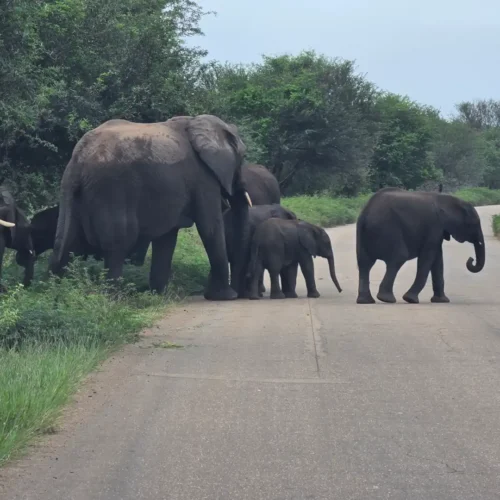 Elephants crossing a road in nature - Short Kruger safari from Cape Town