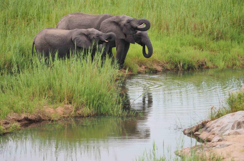 How to Choose a Safari Lodge: Luxury Levels, All‑Inclusive, Hidden Costs