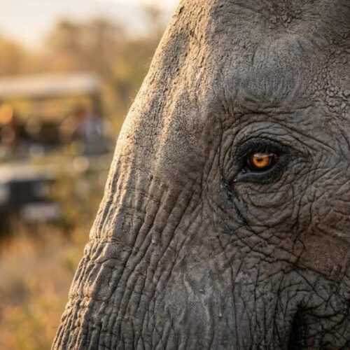 Close-up of an Elephant - kruger safari africa