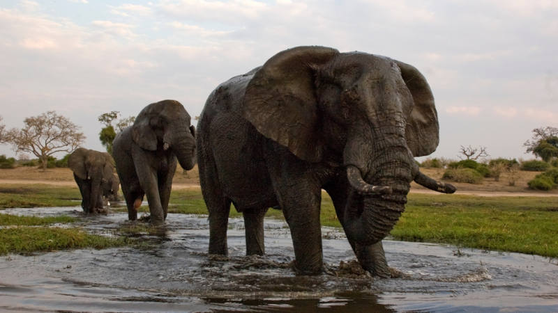 Three elephants wading through water.
