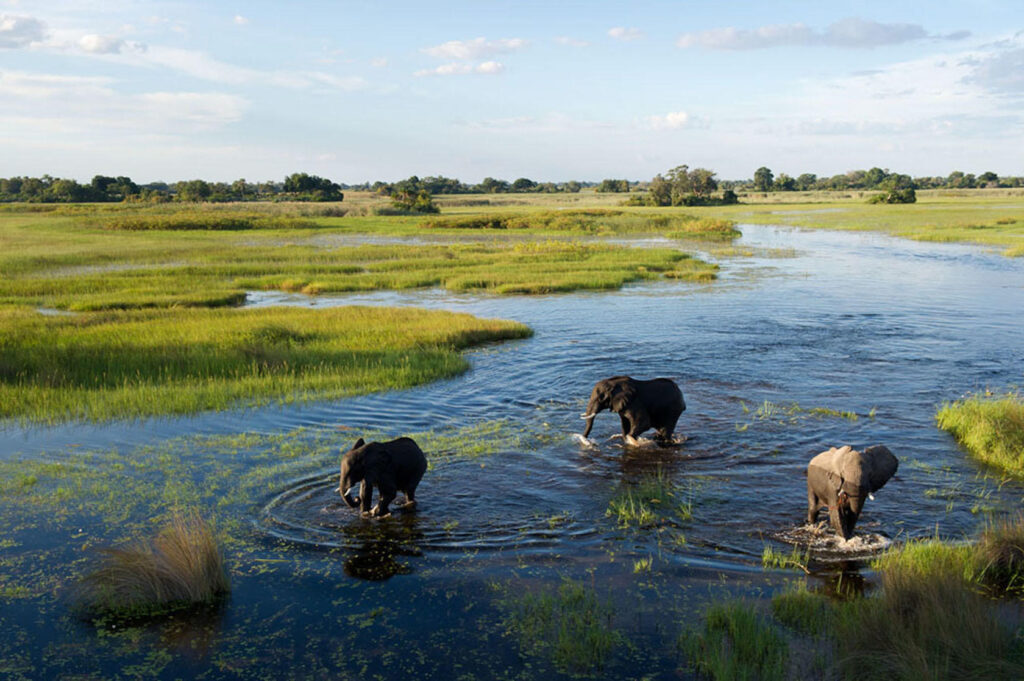 Botswana Okavango Delta Safari