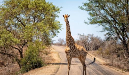 7-Day Fly-In Kruger & Victoria Falls Combo Safari-hero 7-Day Fly-In Kruger & Victoria Falls Combo Safari-hero